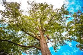 Best Tree Disease Treatment  in USA